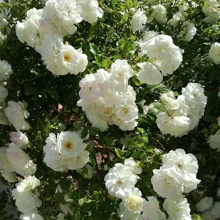 Casa Da Falfeira Bed & Breakfast Lagos